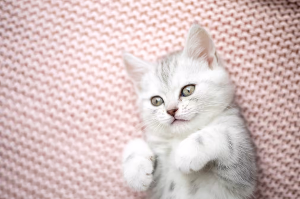 white kitty over a pink background