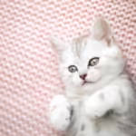 white kitty over a pink background