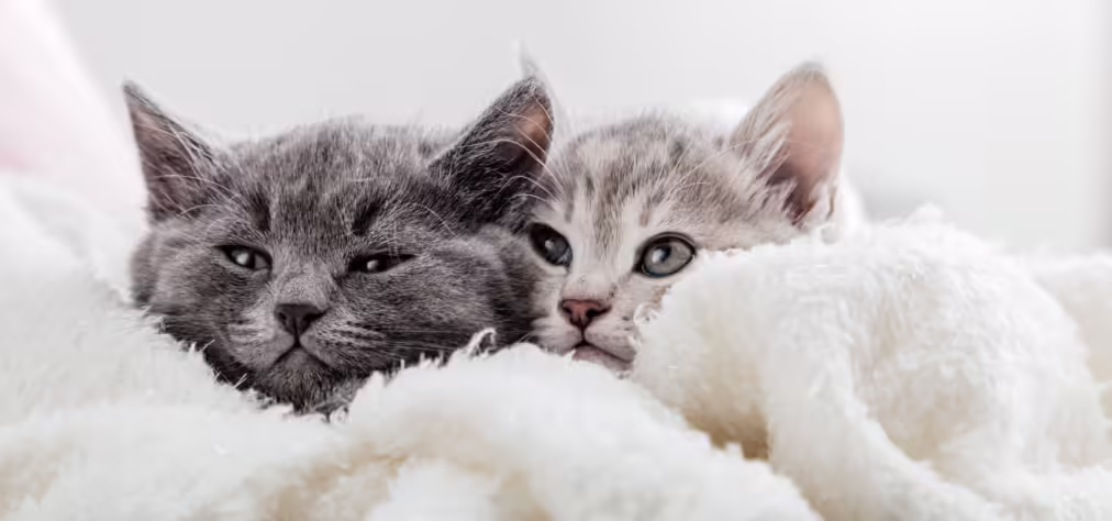 two grey cats laying over a blanket