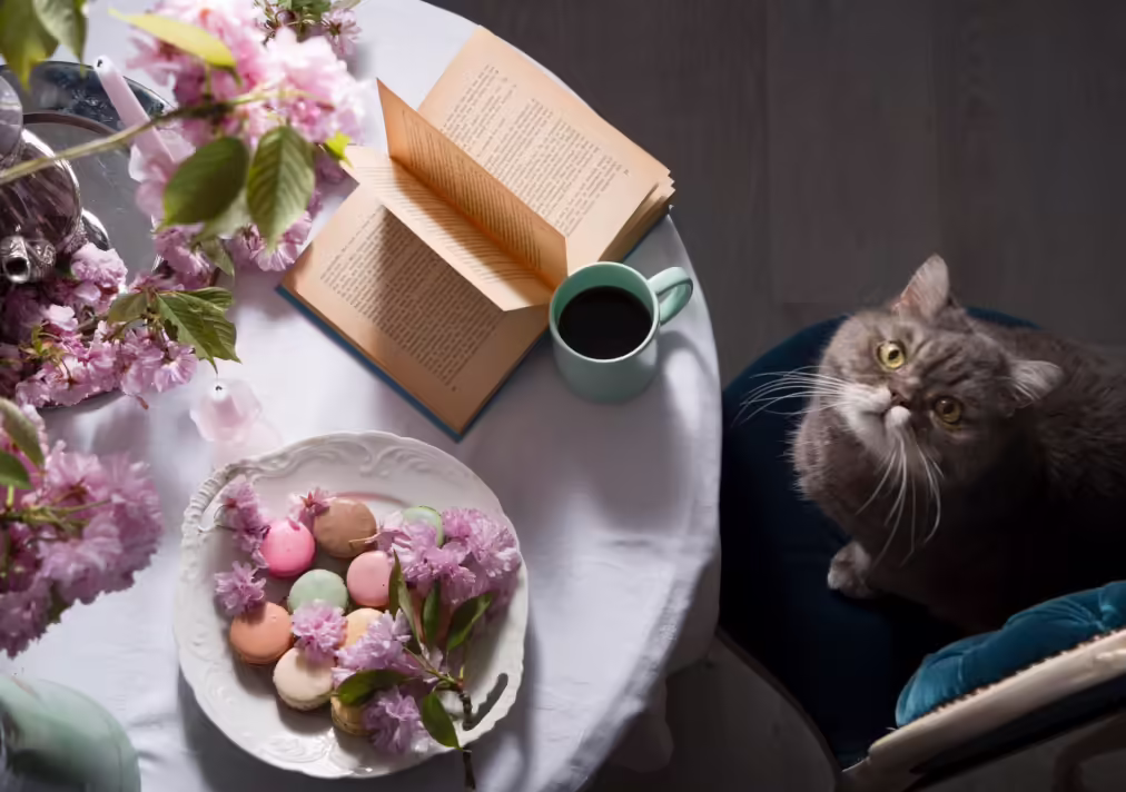 Cat sitting at the table in front of a cup of coffee and a plate of macarons