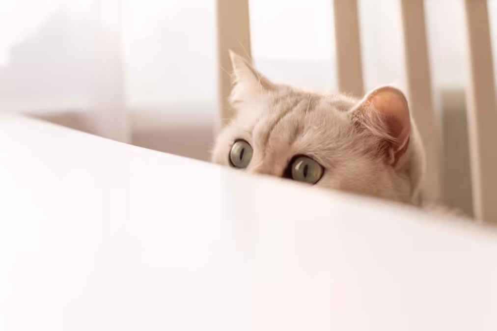 cat peeking