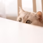 cat peeking