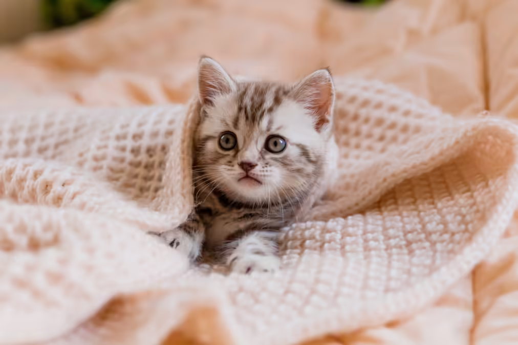 kitty under a blanket