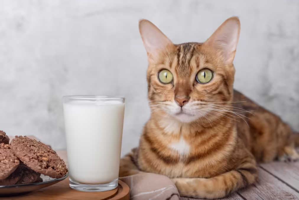 cat sitting next to a glass of milk