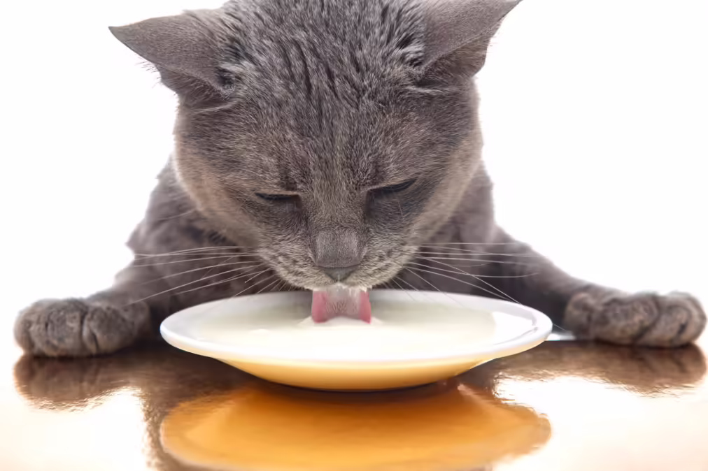 cat sipping milk from a plate