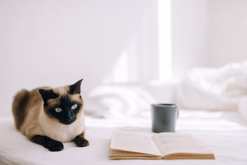 Siamese cat on the bed next to a book and a cup of coffee
