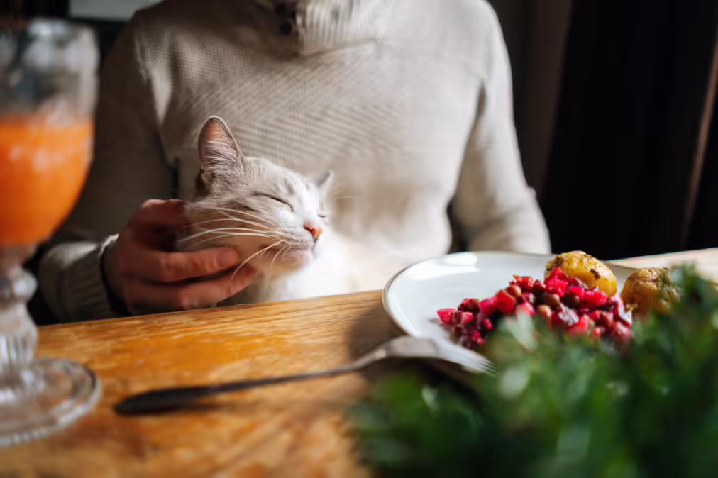 cat sitting at the table with a man