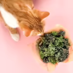 cat sniffing seaweed treat