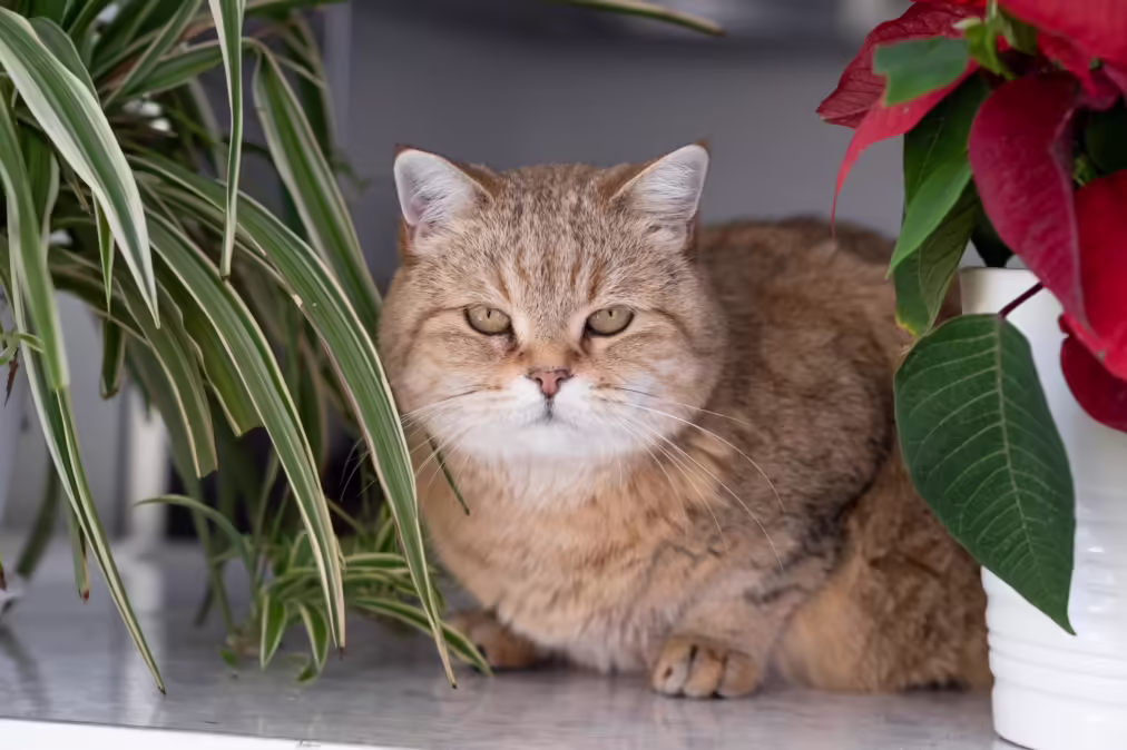 orange cat sitting next to a plant