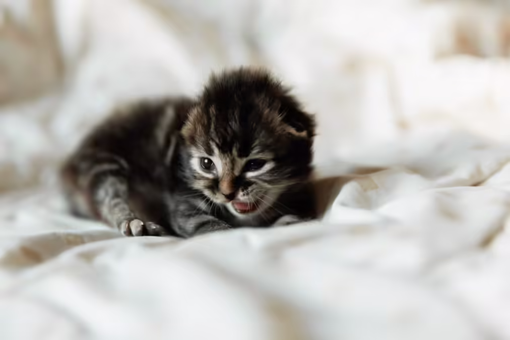 baby kitty meowing
