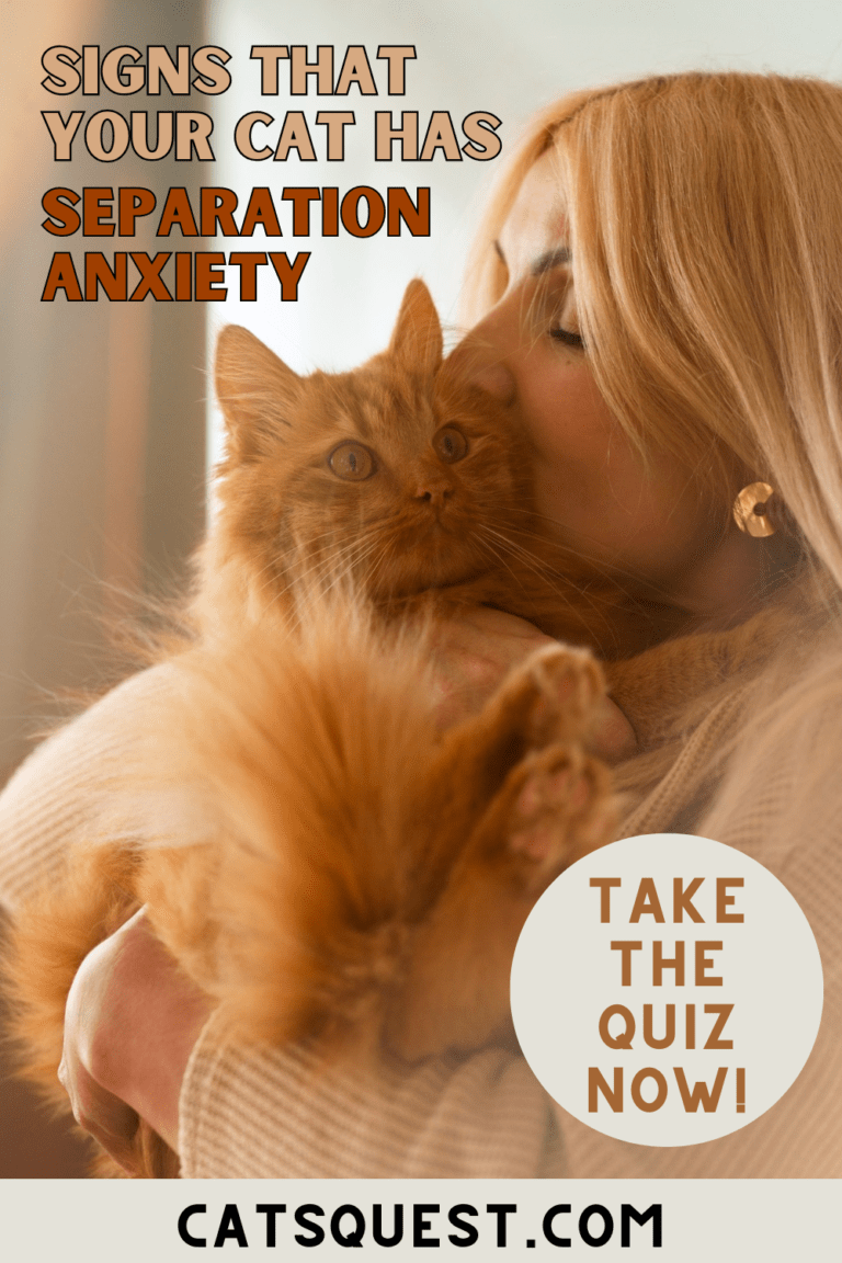 Does My Cat Have Separation Anxiety Quiz Photo Inspiration