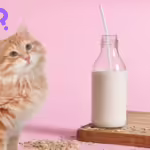 cat looking at oat milk