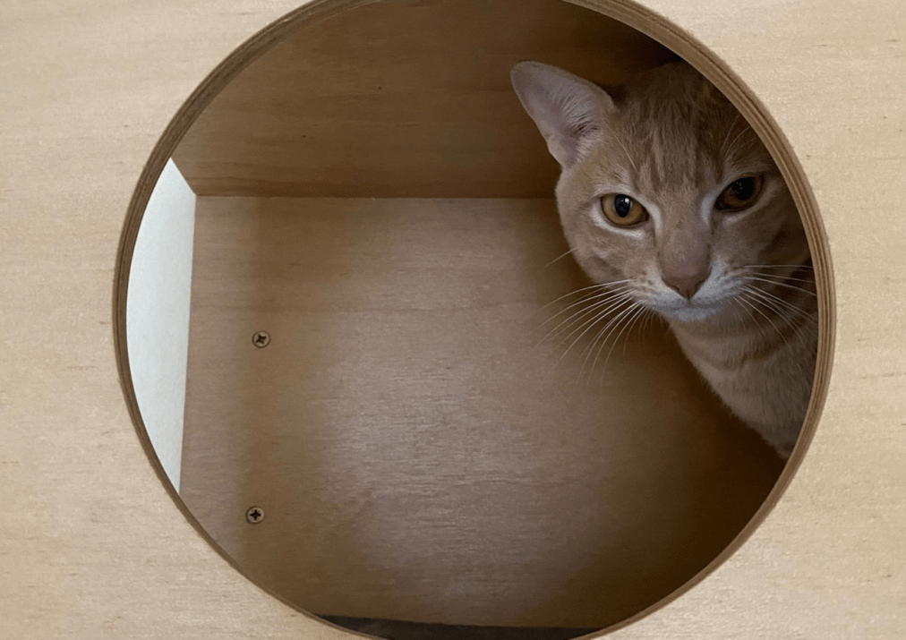 orange cat looking through a circle