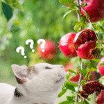 cat smelling pomegranate