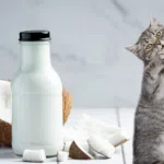 Can Cats Drink Coconut Milk? Everything You Need To Know