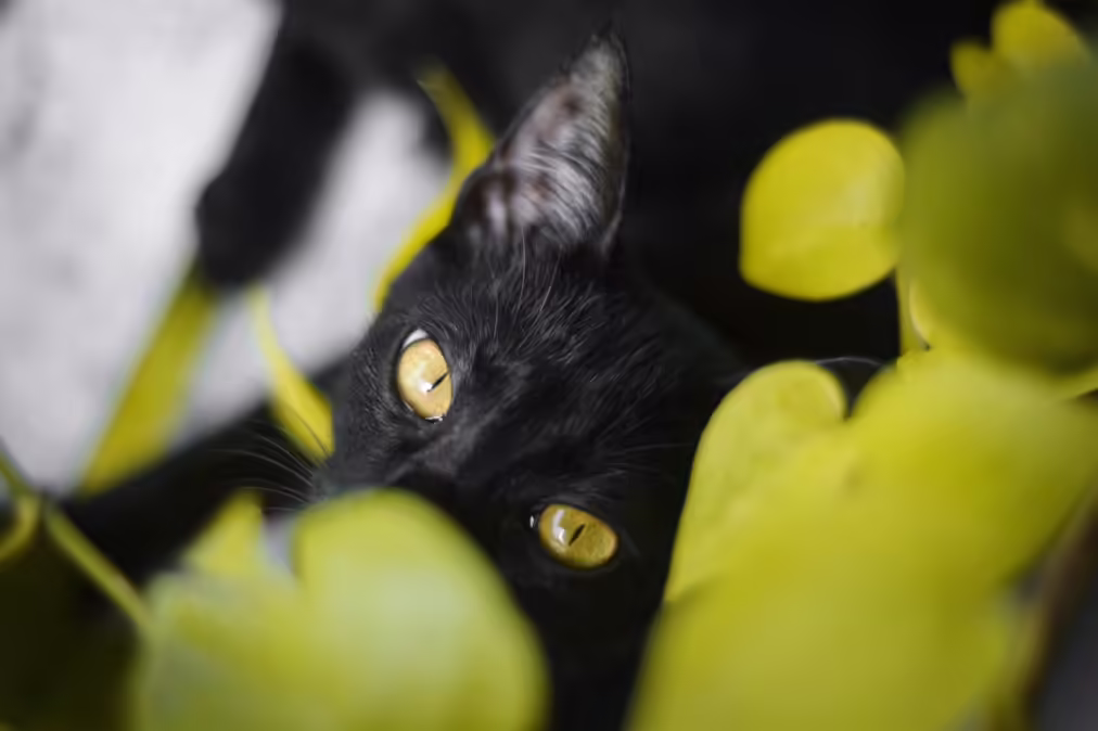 black cat portrait