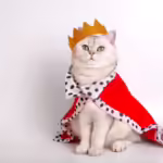 The Best Halloween Costumes for Cats: 23 Amazing Ideas