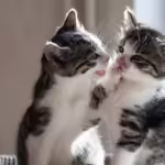 kitties playing