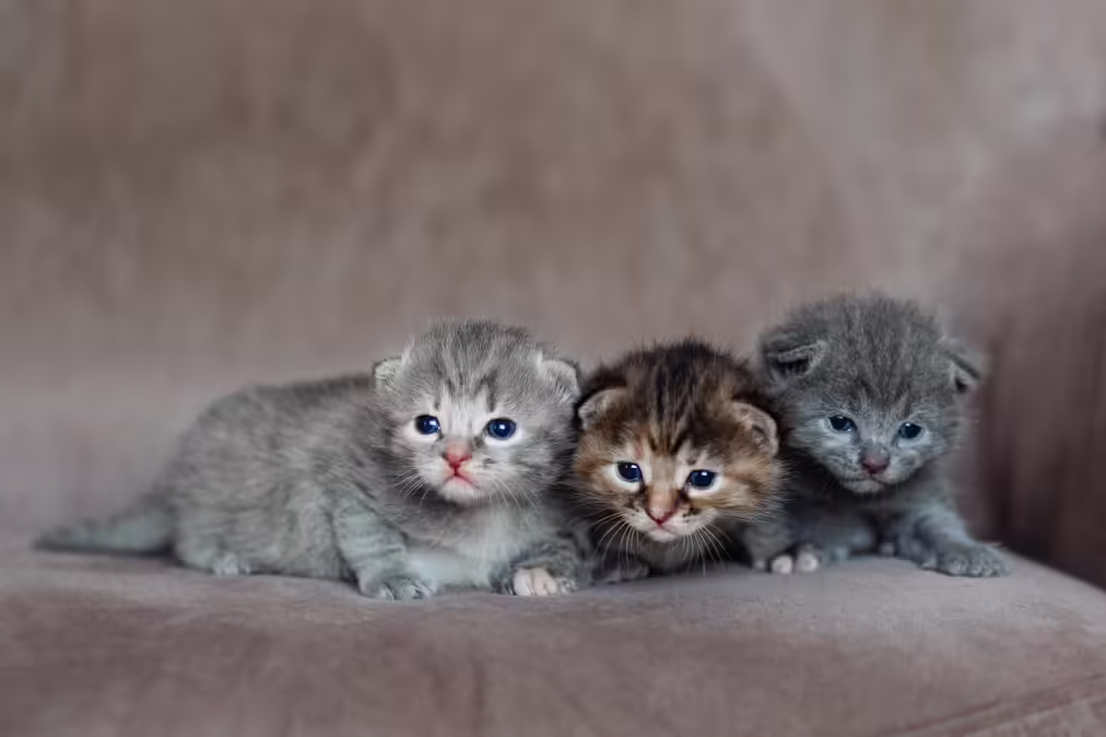three small kittens 