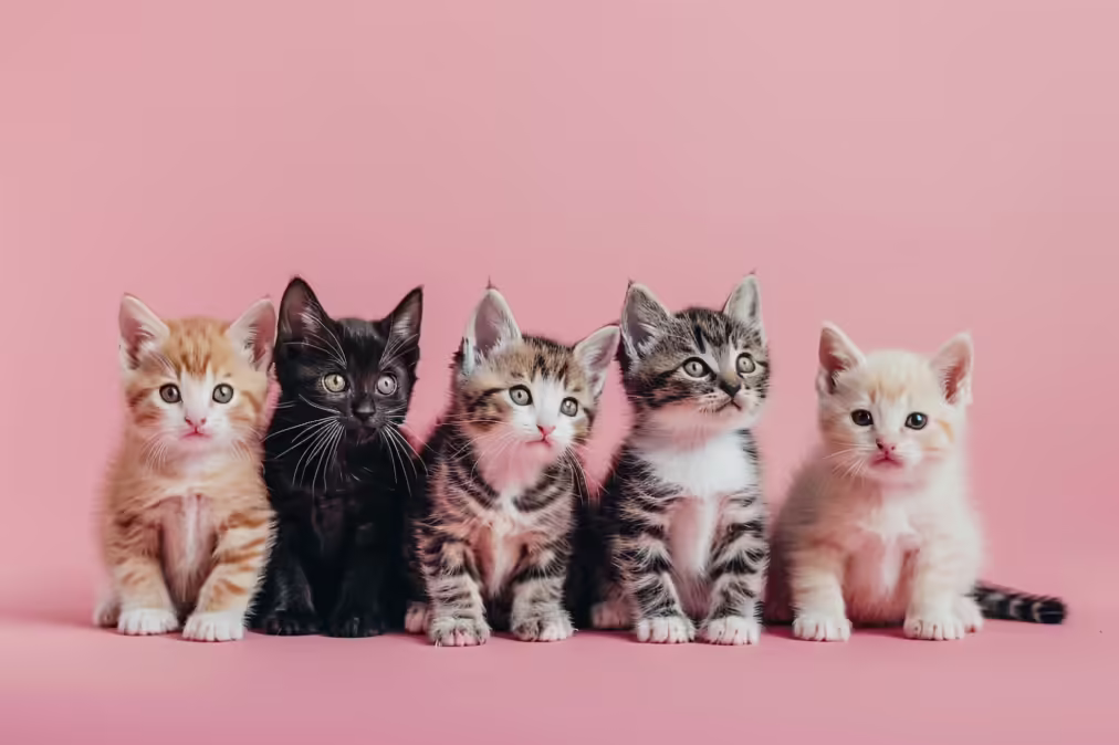 kitties pink background