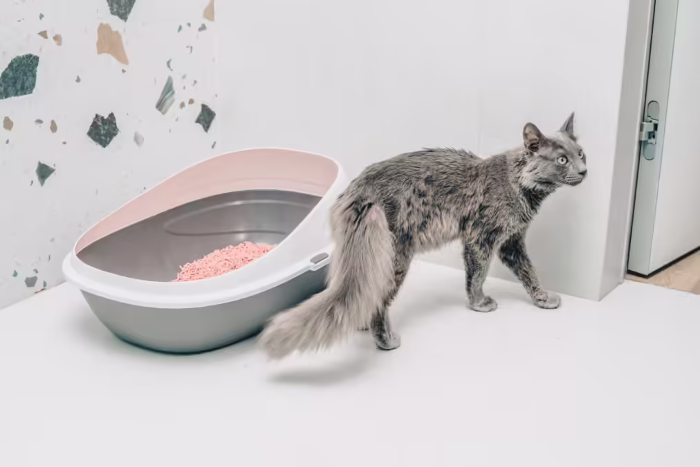 Cat Litter Box Ideas For Small Apartments