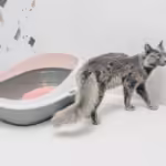 Cat Litter Box Ideas For Small Apartments