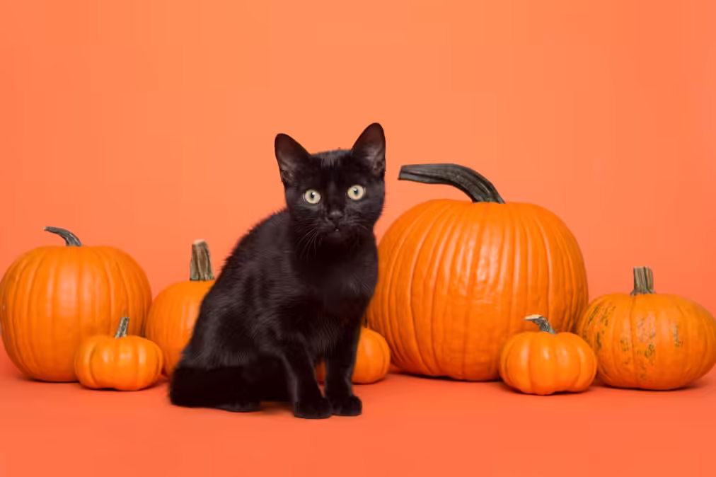 Thanksgiving Foods Safe for Cats