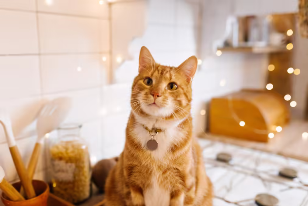 orange cat
