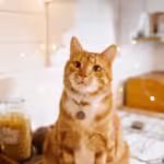 orange cat