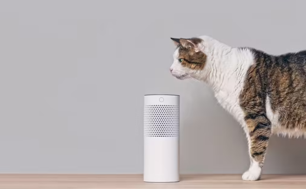 cat smelling air purifier