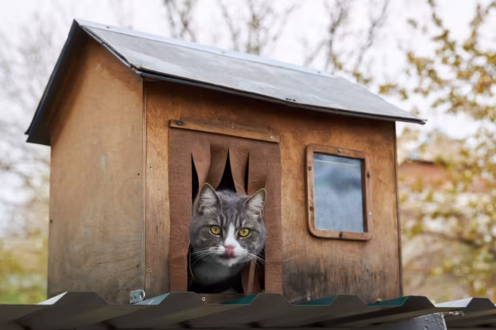 19 Creative Outdoor Cat Shelter Ideas For Stray and Feral Cats