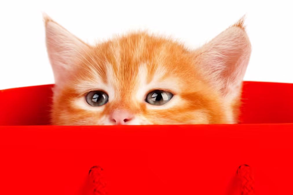 cat inside red bag