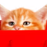cat inside red bag
