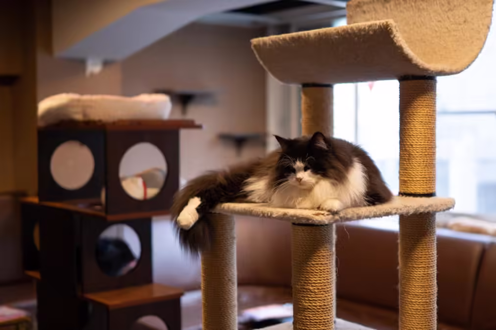 cat in cat tree, cat room