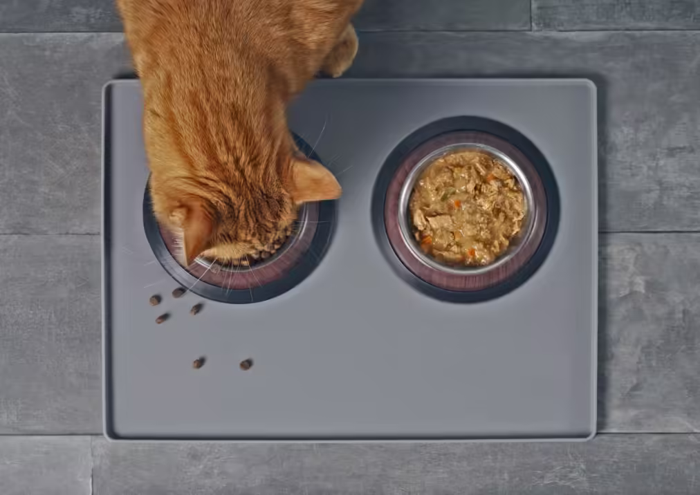 12 Clever Cat Feeding Station Ideas