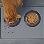 12 Clever Cat Feeding Station Ideas