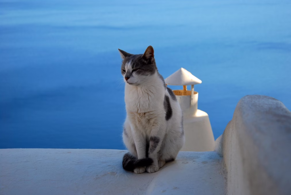 100 Meaningful Greek Cat Names