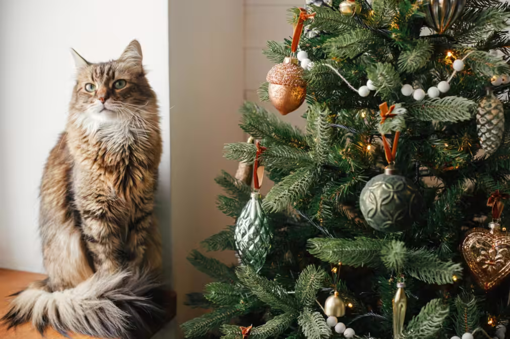 How to Cat-Proof Your Christmas Tree