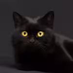 Black cat