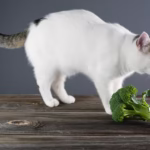 Can Cats Eat Broccoli? Risks And Potential Benefits