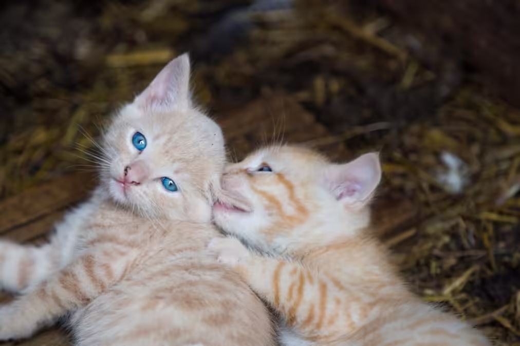 100 Cat Names Starting With E