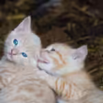 100 Cat Names Starting With E