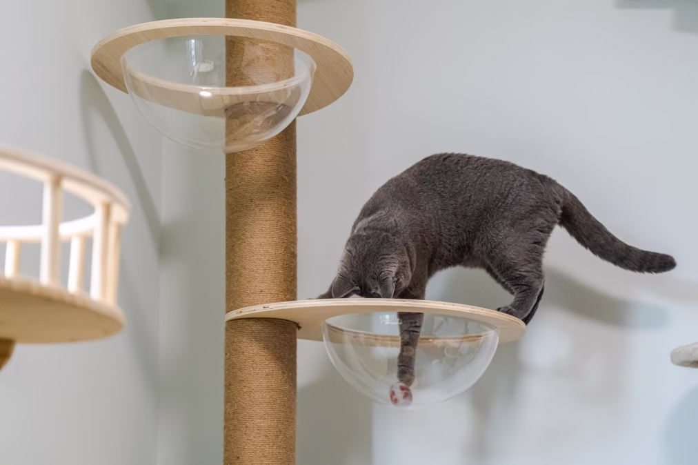 12 Unique Cat Tree Ideas