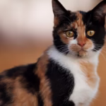 70 Unique Calico Cat Names
