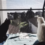 Window Catio Ideas: Get The Most Out of Your Space