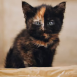 Tortoiseshell Kitty