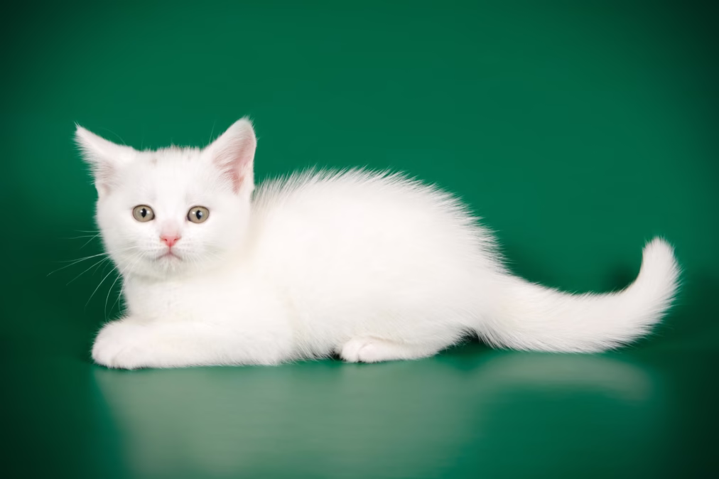 White Cat Names: 80 Meaningful Ideas
