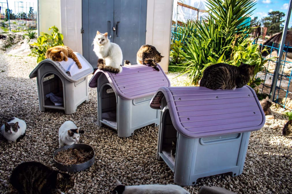 12 Clever Outdoor Cat House Ideas for Pet and Stray Cats