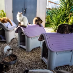 12 Clever Outdoor Cat House Ideas for Pet and Stray Cats