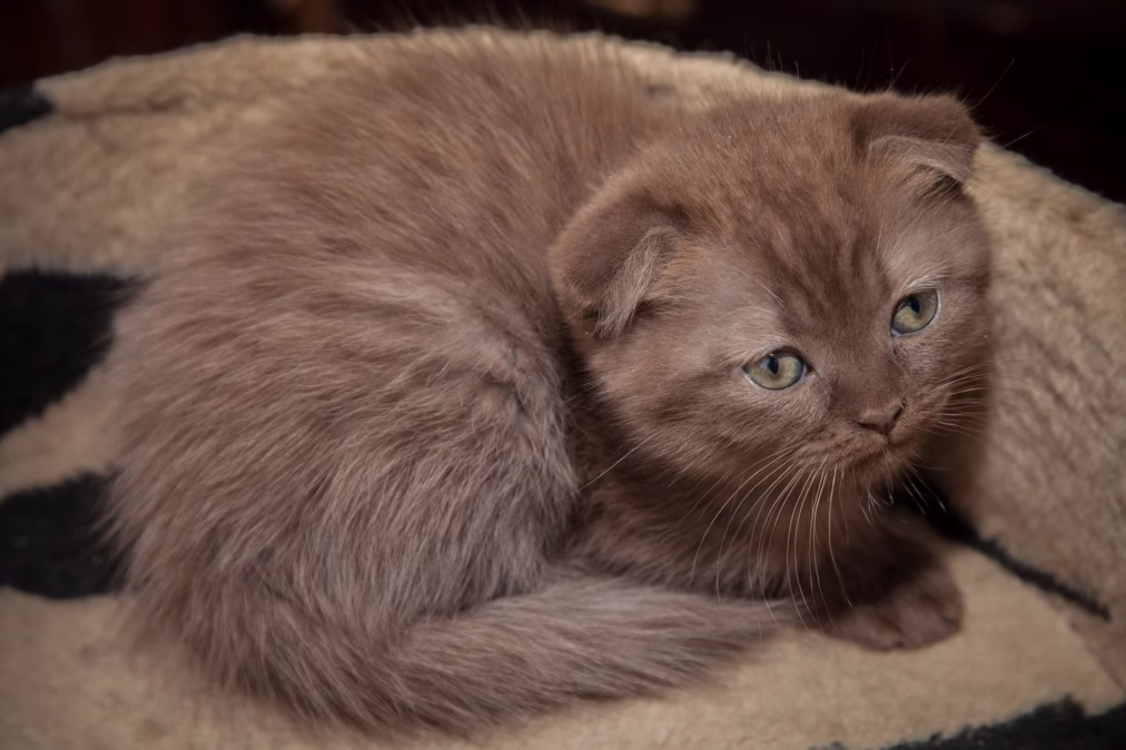 100 Special Brown Cat Name Ideas